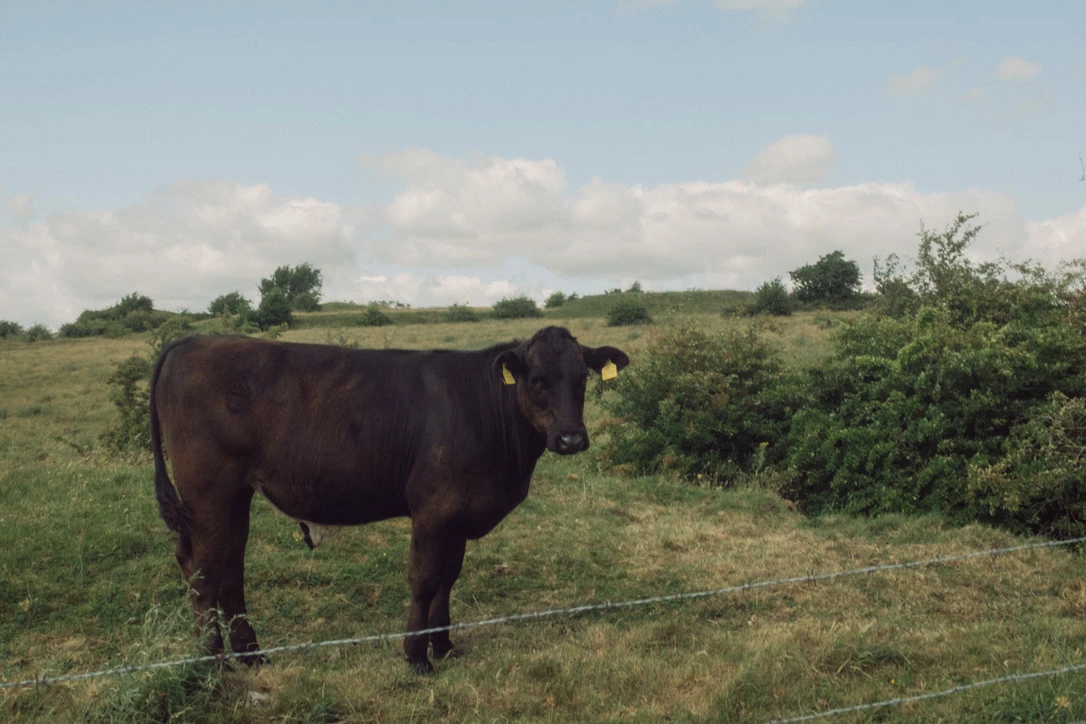 Dark brown cow with year ear tags standing in a field behind a barbed wire fence, looking at the camera. Photograph by Dave Smyth.