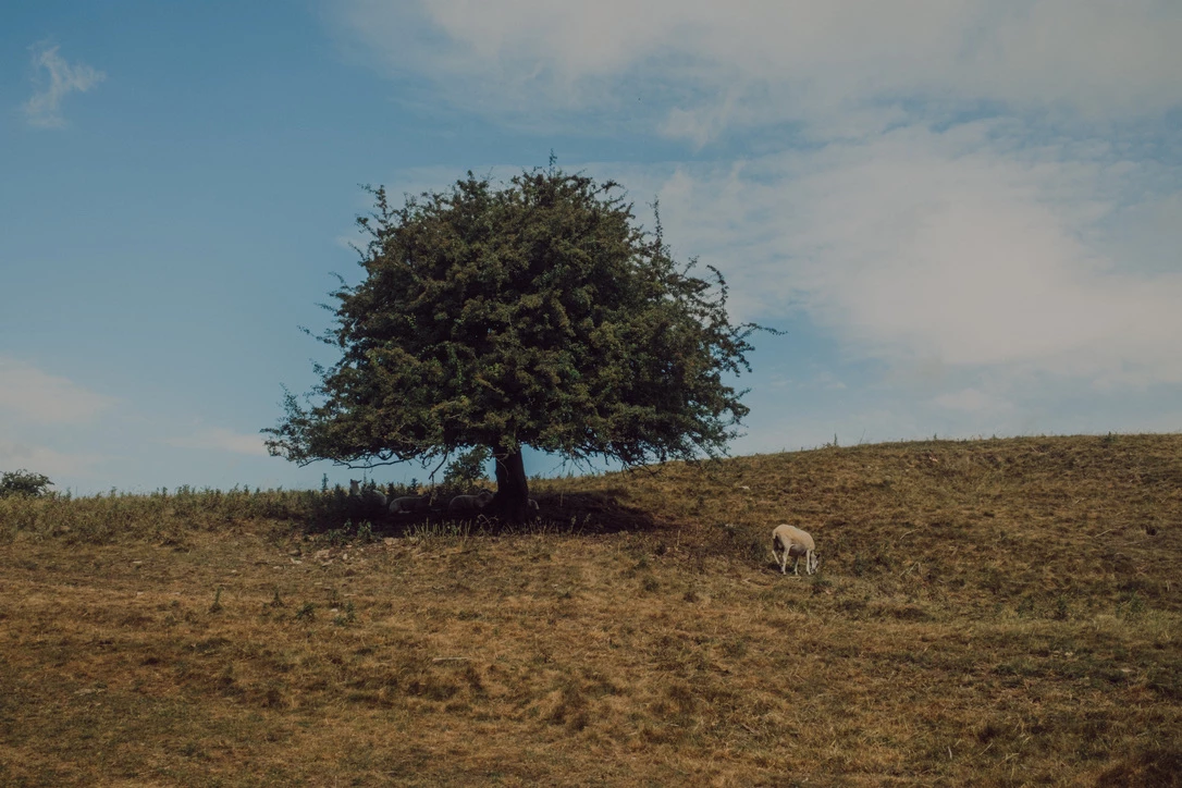 An isolated tree with a sheep grazing nearby. Photograph by Dave Smyth.