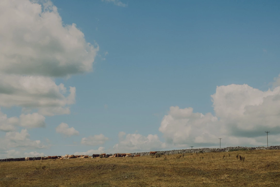 Long distance photo of cows sitting in front of a stone wall. Photograph by Dave Smyth.